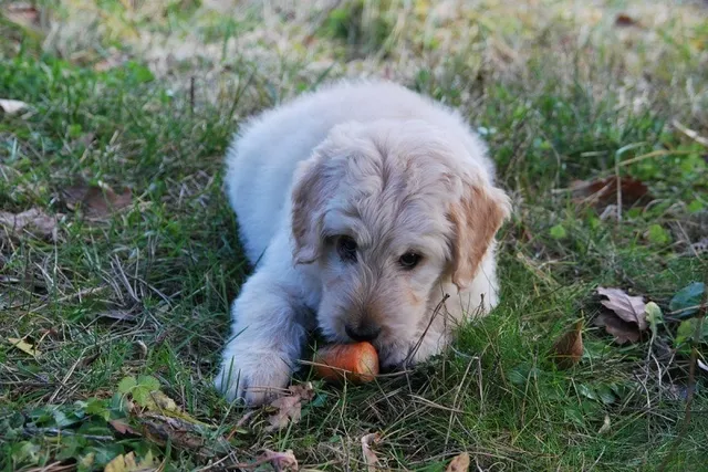 What Human Foods Can I Feed My Diabetic Dog? 6 Vet-Approved Options