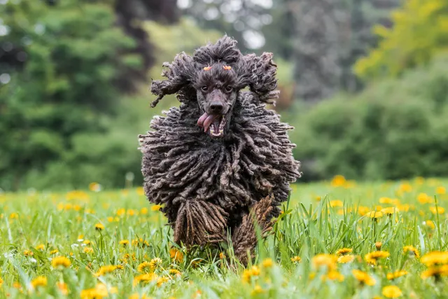 Corded Poodle Dog Breed: Info, Pictures, Origin & History