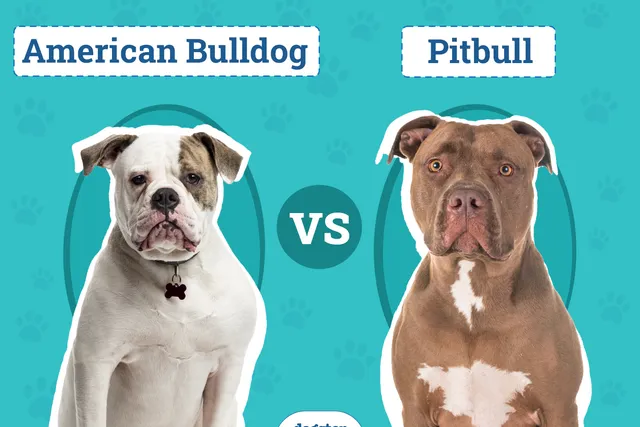 American Bulldog vs Pitbull: Main Differences (With Pictures)