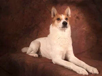 Norrbottenspets Dog Breed: Info, Pictures, Traits & Care
