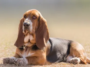 How Much Does a Basset Hound Shed? Vet-Reviewed Facts & FAQ