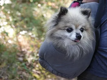 9 Best Dog Slings in 2026 - Reviews & Top Picks