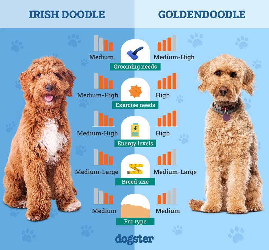 Dogster_Side by Side Comparison_Irish Doodle vs Goldendoodle