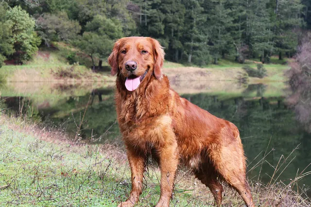 Red Golden Retriever: Info, Pictures, Origin & History