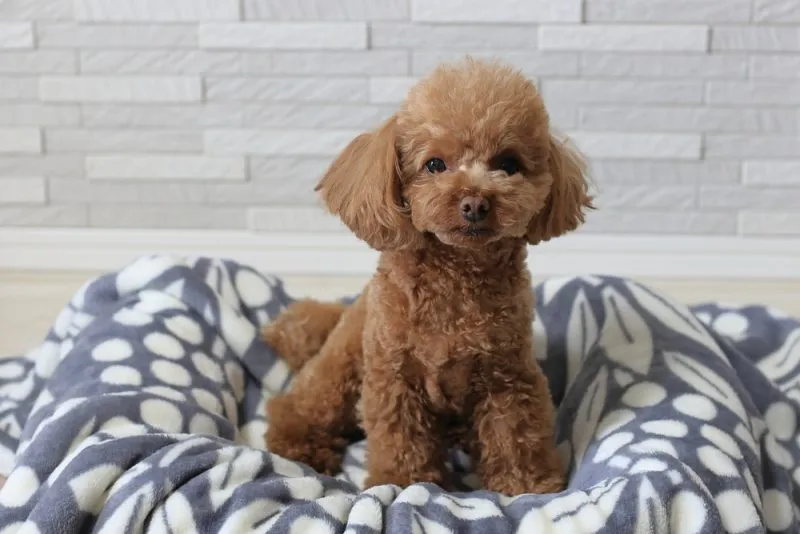 Toy Poodle sitting on dog bed