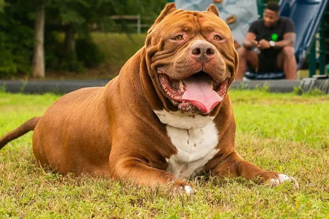 What Breed of Dog Is Hulk? Famous Dogs Presented