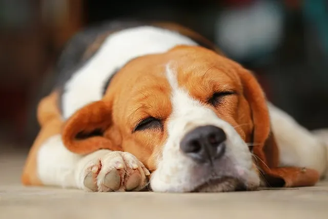 Why Do Dogs Sleep So Much? 6 Vet-Approved Reasons