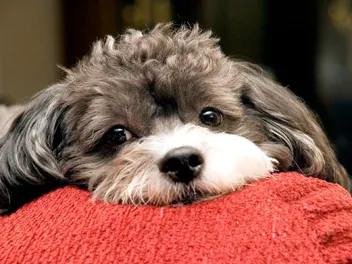 Poogle (Poodle & Beagle Mix): Info, Pictures, Care Guide & More