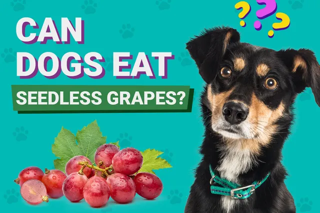 Can Dogs Eat Seedless Grapes? Vet-Approved Health & Safety Facts