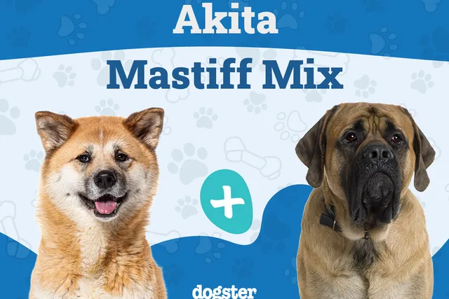 Akita Mastiff Mix: Info, Pictures, Care & More