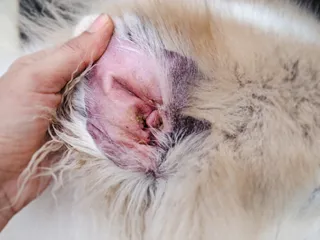 Ear Dermatitis In Dogs: Our Vet Explains the Signs, Risks & Treatment