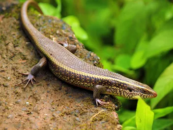 Are Skinks Poisonous to Dogs? Vet-Verified Dangers, Toxicity & Effects