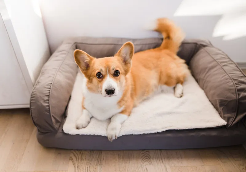 pembroke welsh corgi dog lying on bed