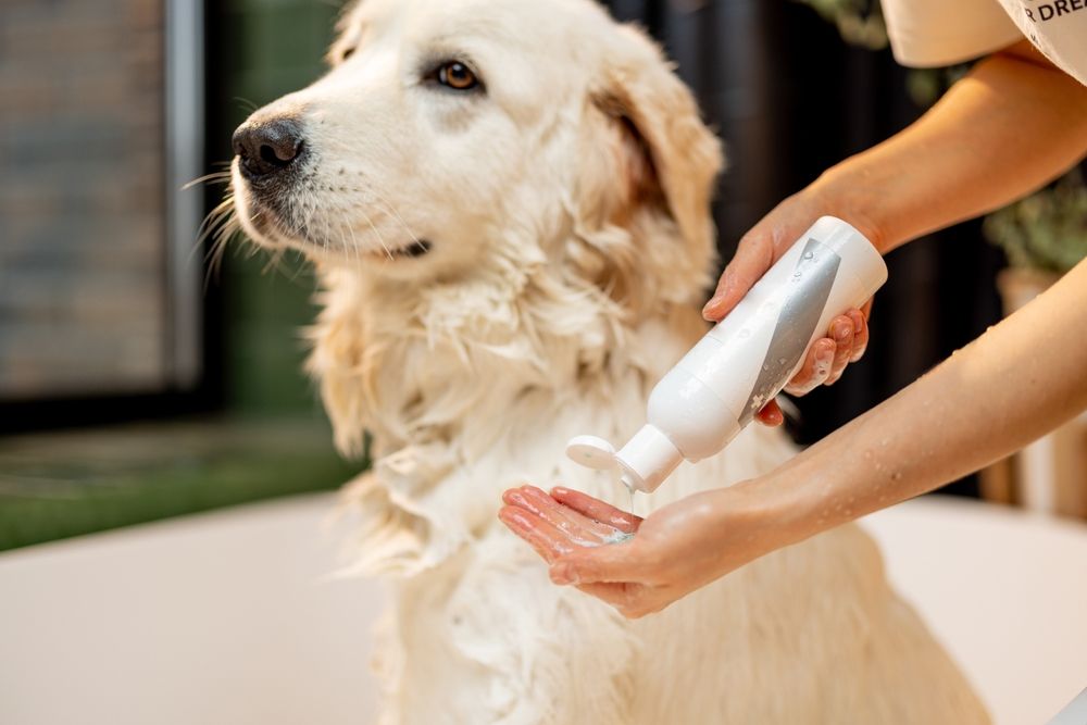 Pet owner applying shampoo to a dog