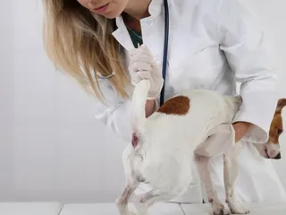 Anal Gland Cancer (Anal Sac Adenocarcinoma) in Dogs: Our Vet Explains Signs & Prognosis