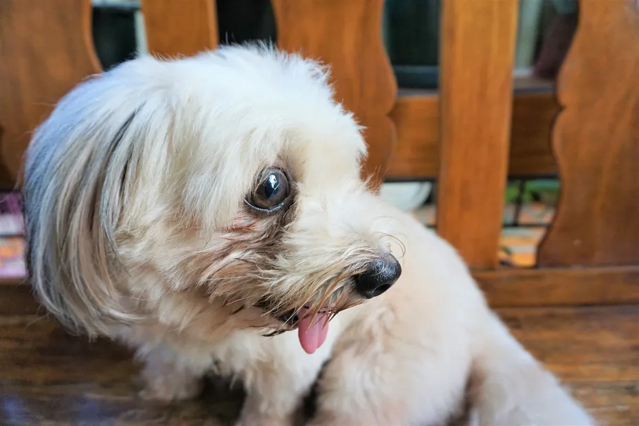 dog eye problem scared