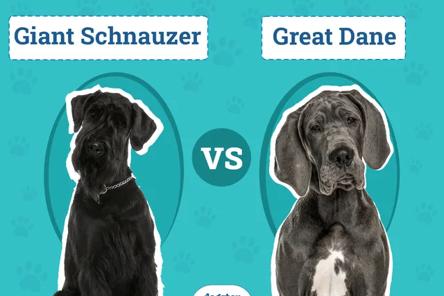 Giant Schnauzer vs. Great Dane - Which Should I Choose? (With Pictures)