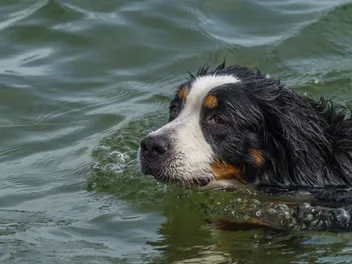 Can Bernese Mountain Dogs Swim? Vet-Verified Facts & Tips