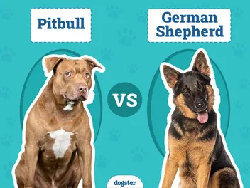 Pitbull vs German Shepherd: Main Differences (With Pictures)