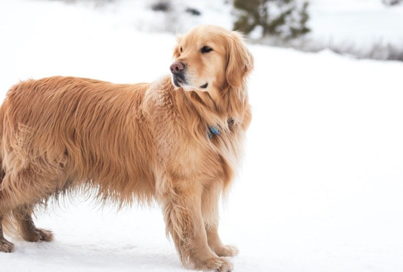 Golden Retriever in the snow