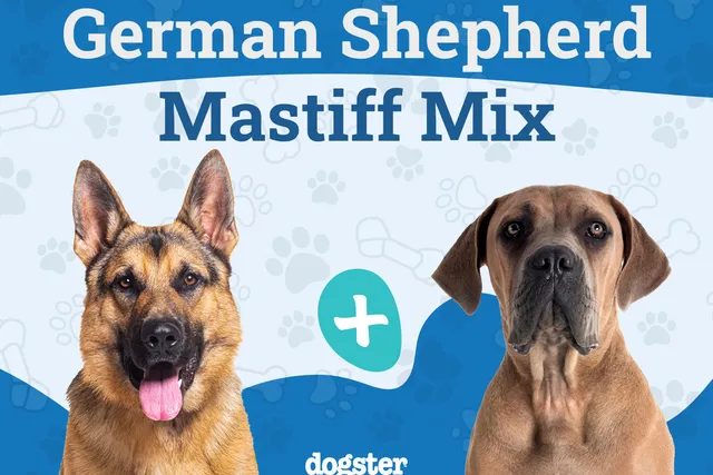 German Shepherd Mastiff Mix Dog Breed: Info, Pictures, Care & More