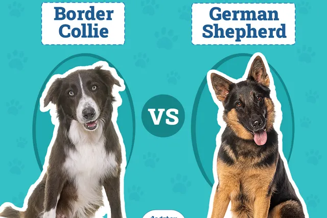Border Collie vs German Shepherd: Key Differences (With Pictures)
