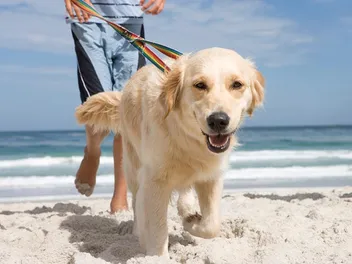Top 4 Dog Friendly Beaches in Wilmington, NC 2026: Off & On Leash Places to Go