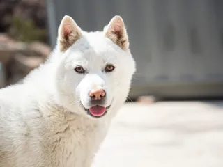 7 Korean Dog Breeds: Info, Pictures & History