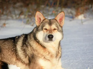 Saarloos Wolfdog Dog Breed: Info, Pictures, Care & Traits