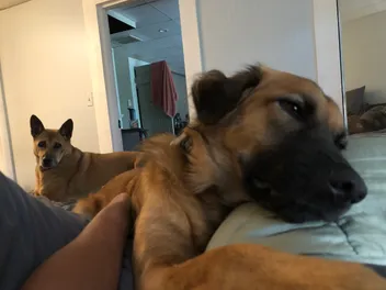 The Helicopter Tail, Vibrate & Growl, and Smack: How My Dogs Get My Attention