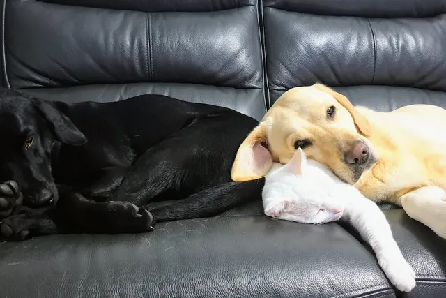 All Dogs Deserve a Comfortable Retirement: Pain Relief for Older Dogs