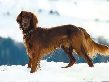 Golden Irish Dog Breed: Info, Pictures, Care & More