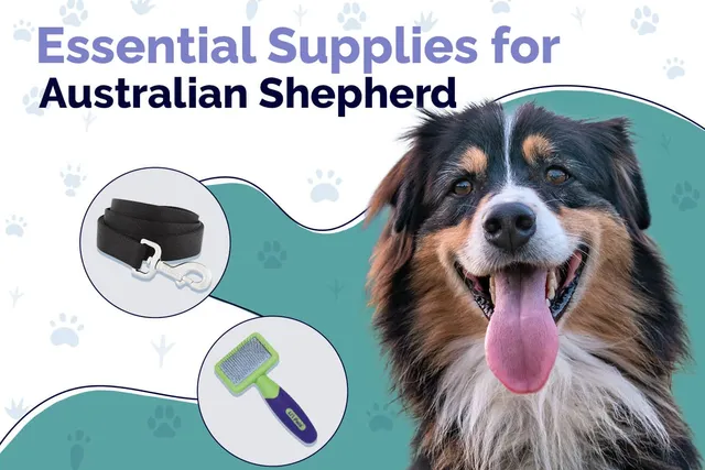13 Essential Australian Shepherd Supplies: 2026 Vet-Reviewed Guide