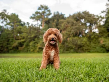 9 Vet-Verified Mini Goldendoodle Pros & Cons: Considerations Before Bringing One Home