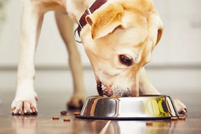 My Dog Eats Too Fast: 6 Vet-Reviewed Tips on How to Slow Them Down