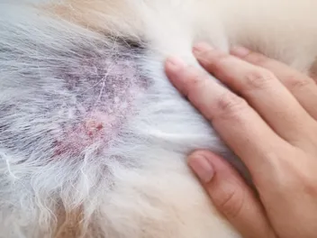 Dog Food Allergies vs. Intolerance: Our Vet Busts Myths & Misconceptions