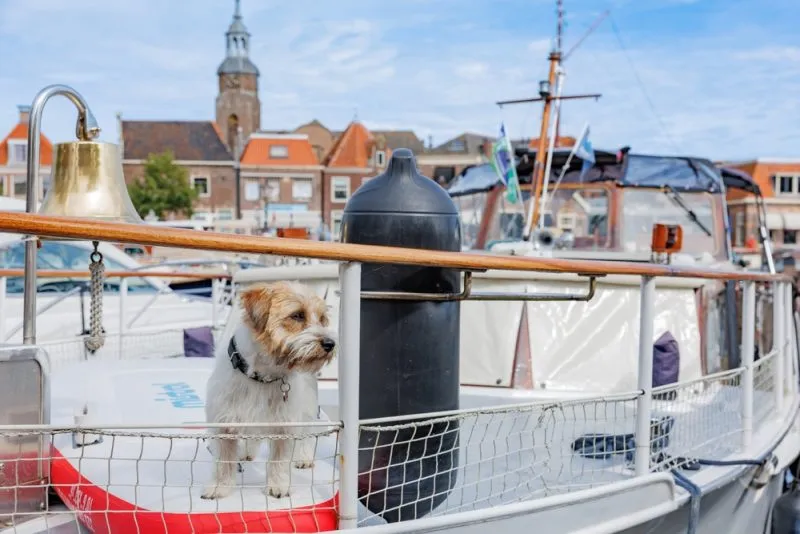 Jack Russell terrier dog on the deck of a yacht in the harbour