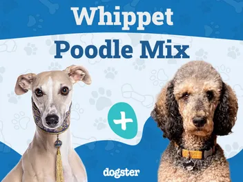Whipoodle (Whippet Poodle Mix): Info, Pictures, Care Guide & More