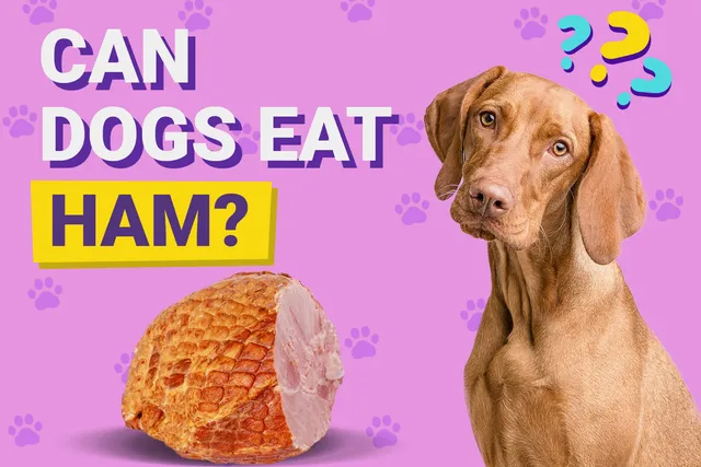 Can Dogs Eat Ham? Vet-Approved Facts & FAQ
