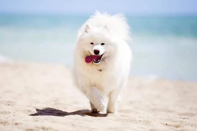 Samoyed Dog Breed: Info, Pictures, Care Guide & More