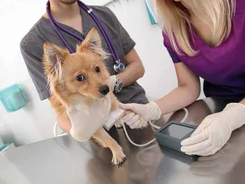 How to Take a Dog's Blood Pressure: 2 Vet Reviewed Methods