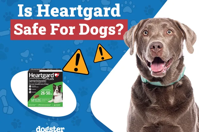 Is Heartgard Safe for Dogs? Vet Approved Facts & FAQ