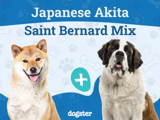 Akita Bernard Mix Breed: Info, Pictures, Care & Traits