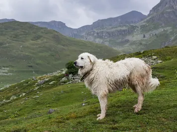 10 Best Dog Shampoos for Great Pyrenees in 2026: Reviews & Top Picks