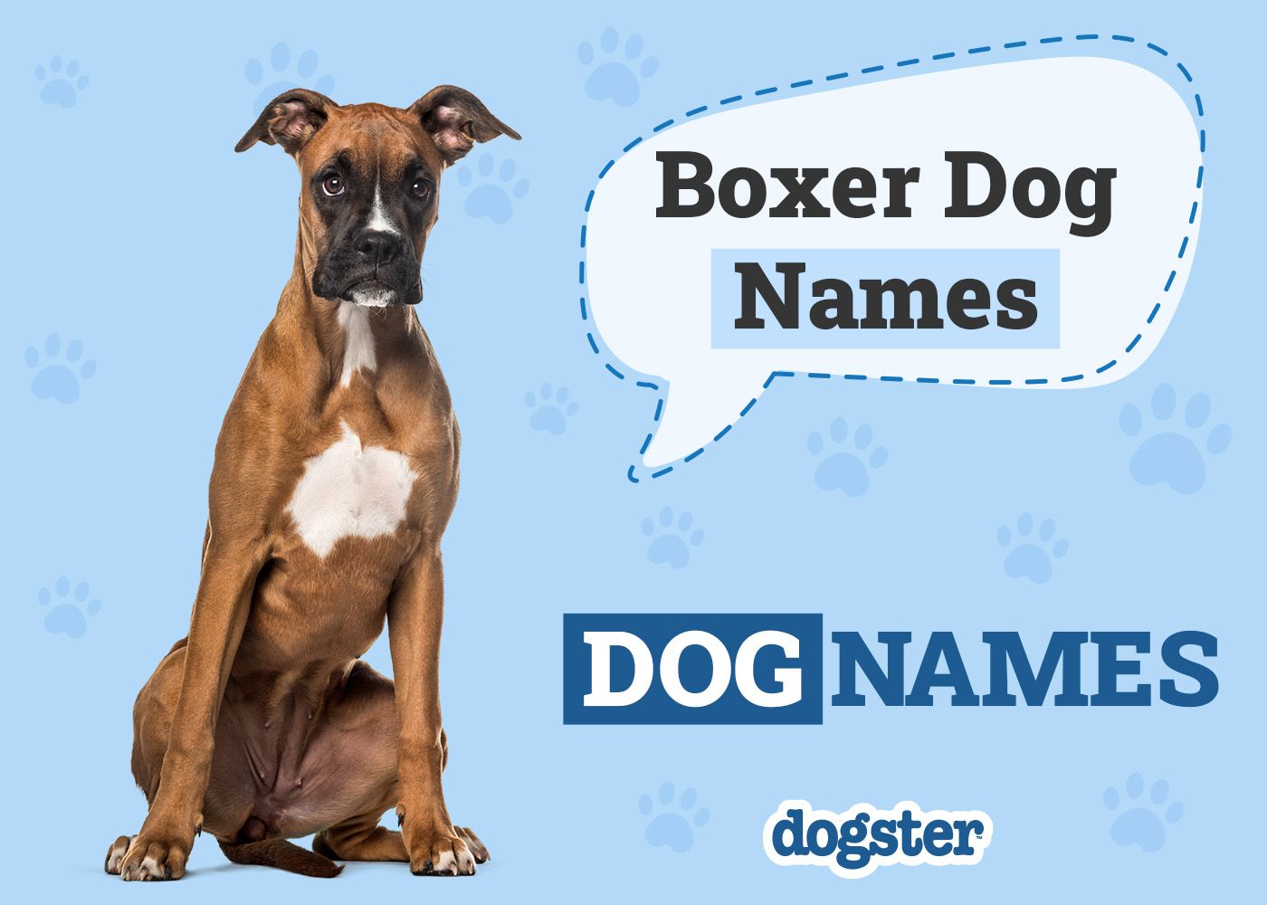 150+ Boxer Dog Names: Unique & Popular Ideas