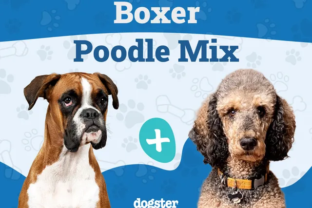 Boxerdoodle Dog Breed: Info, Pictures, Care Guide & More