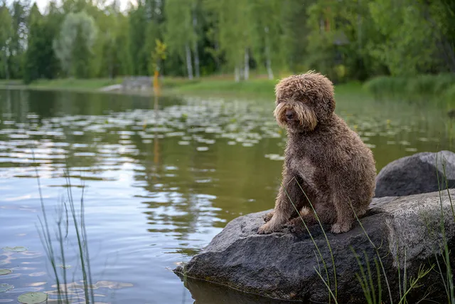 Top 6 Dog-Friendly Beaches in Minnesota: Off-Leash & On-Leash Places