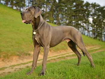 Is a Great Dane a Good Apartment Dog? Factors to Consider