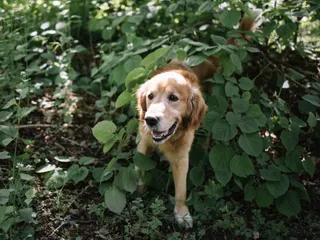 Dog Trancing: What Is It & Why Does It Happen? Vet-Approved Facts