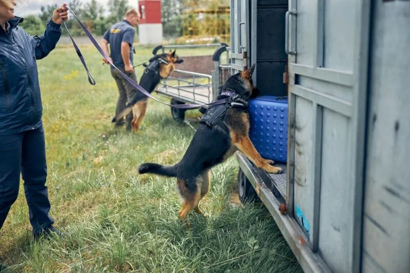 police dog searching